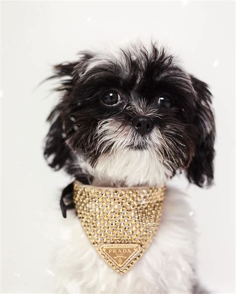 prada chien